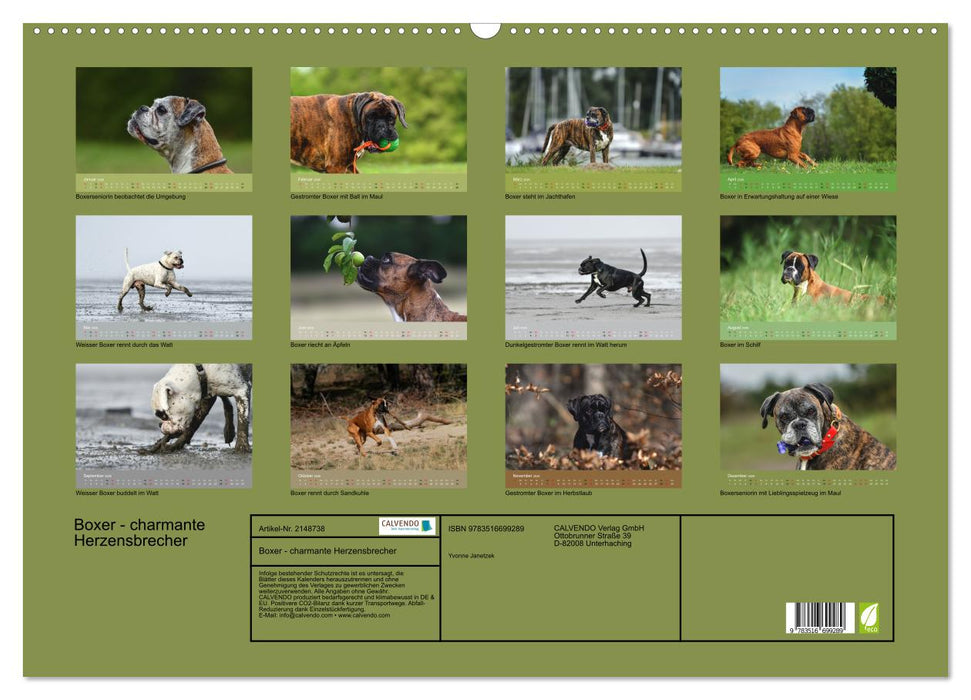 Boxer - charmante Herzensbrecher (CALVENDO Wandkalender 2026)
