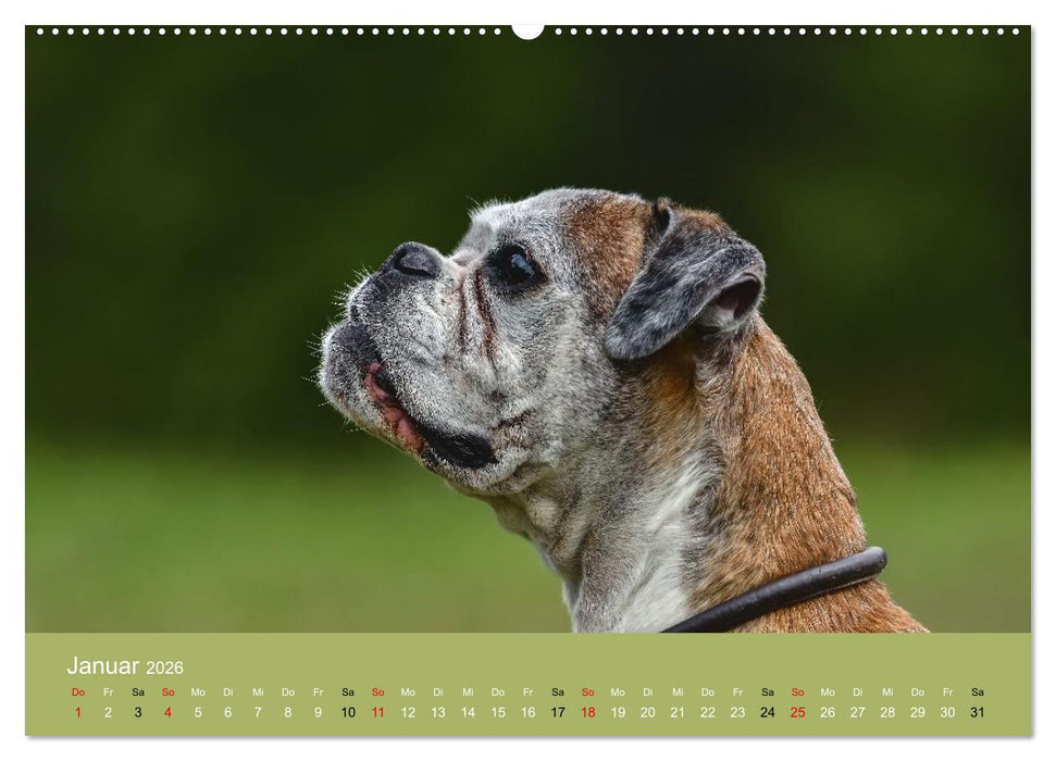 Boxer - charmante Herzensbrecher (CALVENDO Wandkalender 2026)