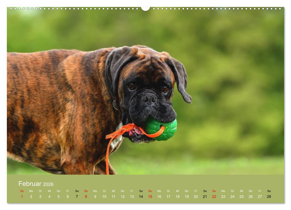 Boxer - charmante Herzensbrecher (CALVENDO Wandkalender 2026)