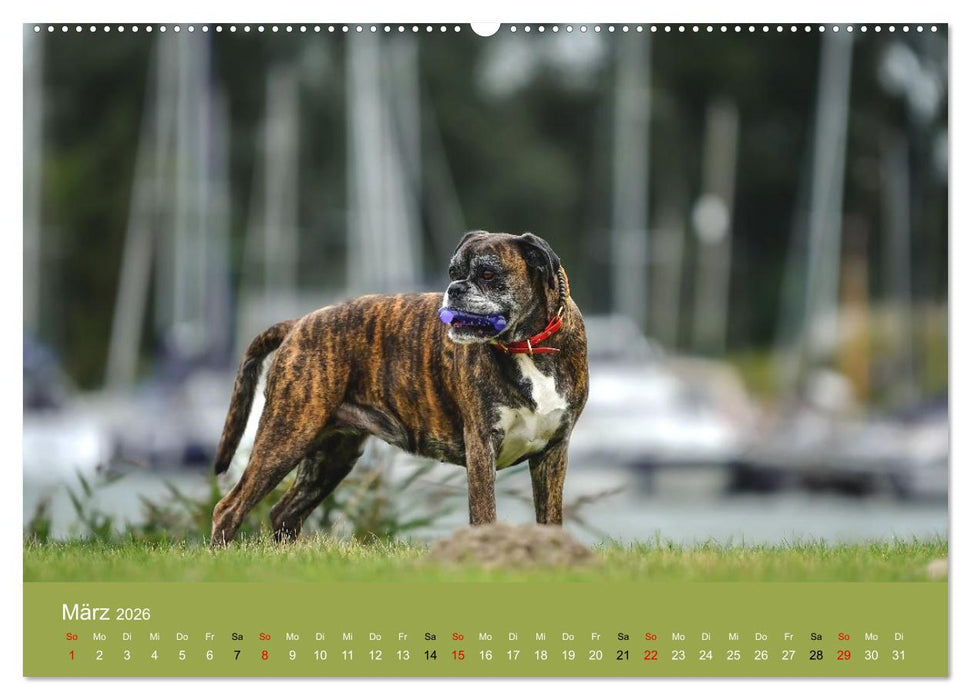 Boxer - charmante Herzensbrecher (CALVENDO Wandkalender 2026)