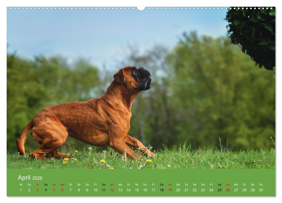 Boxer - charmante Herzensbrecher (CALVENDO Wandkalender 2026)