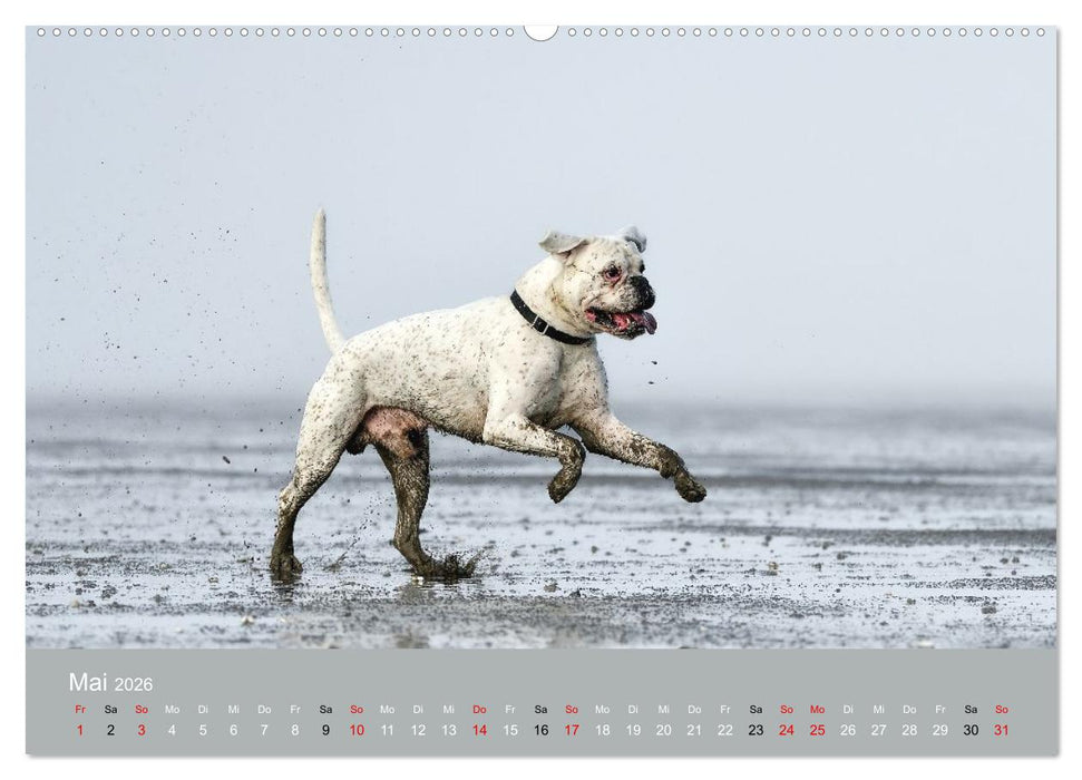 Boxer - charmante Herzensbrecher (CALVENDO Wandkalender 2026)