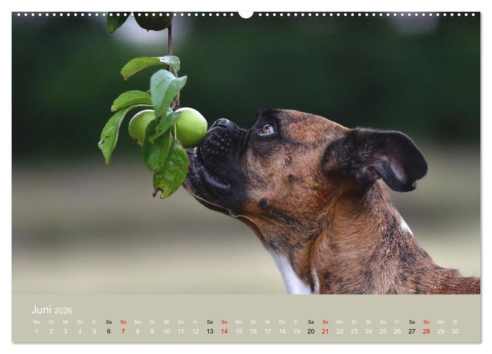 Boxer - charmante Herzensbrecher (CALVENDO Wandkalender 2026)