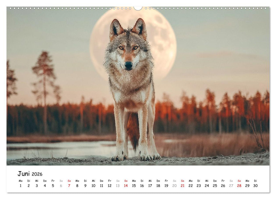 Wölfe im Mondlicht - Ruf der Wildnis (CALVENDO Wandkalender 2026)
