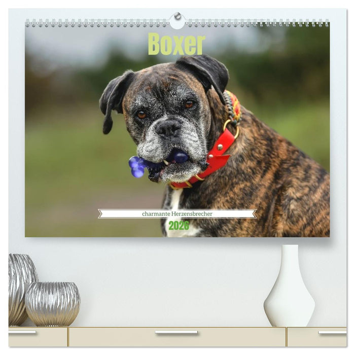 Boxer - charmante Herzensbrecher (CALVENDO Premium Wandkalender 2026)