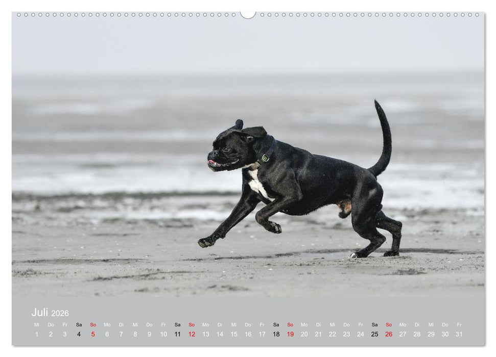 Boxer - charmante Herzensbrecher (CALVENDO Premium Wandkalender 2026)