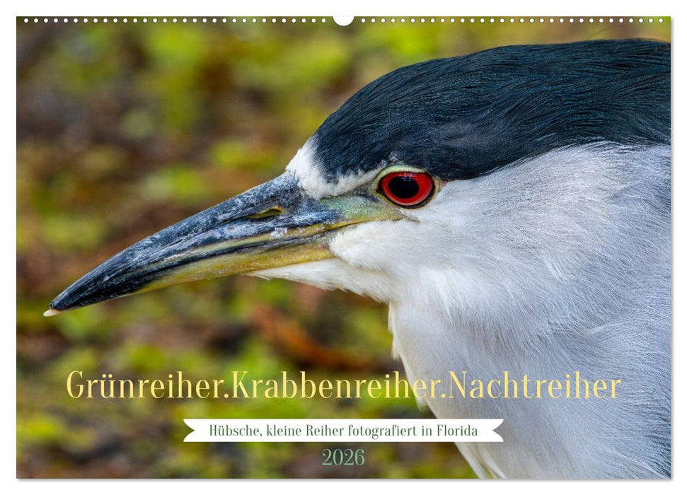 Grünreiher - Krabbenreiher - Nachtreiher (CALVENDO Wandkalender 2026)