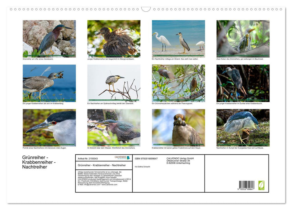 Grünreiher - Krabbenreiher - Nachtreiher (CALVENDO Wandkalender 2026)