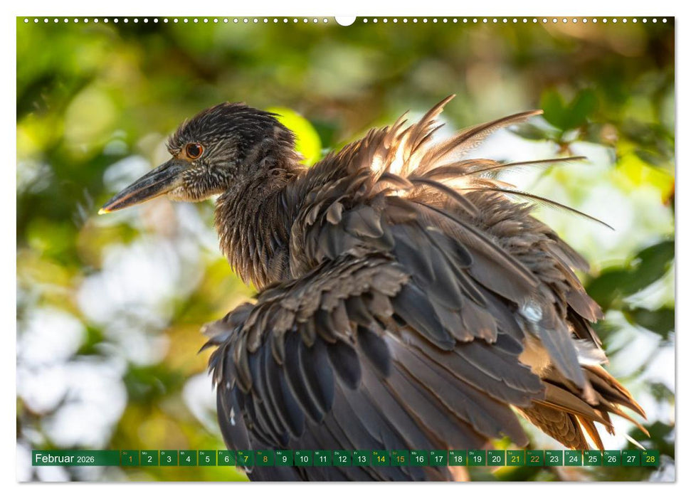 Grünreiher - Krabbenreiher - Nachtreiher (CALVENDO Wandkalender 2026)