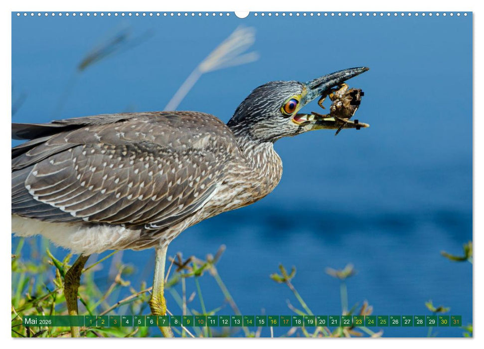 Grünreiher - Krabbenreiher - Nachtreiher (CALVENDO Wandkalender 2026)