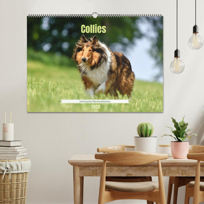 Collies - charmante Herzensbrecher (CALVENDO Wandkalender 2026)