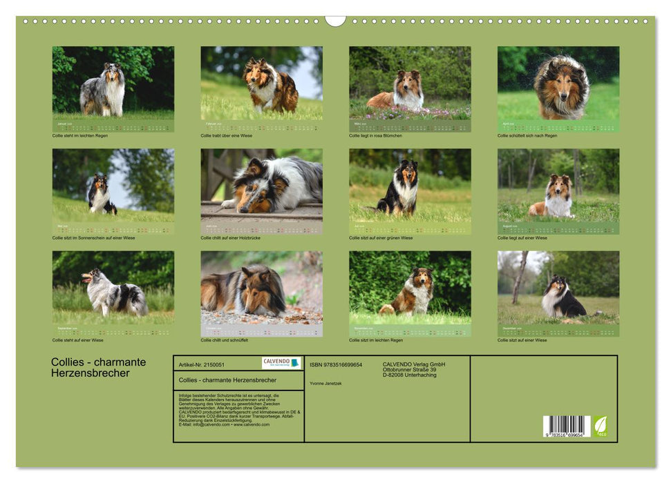 Collies - charmante Herzensbrecher (CALVENDO Wandkalender 2026)