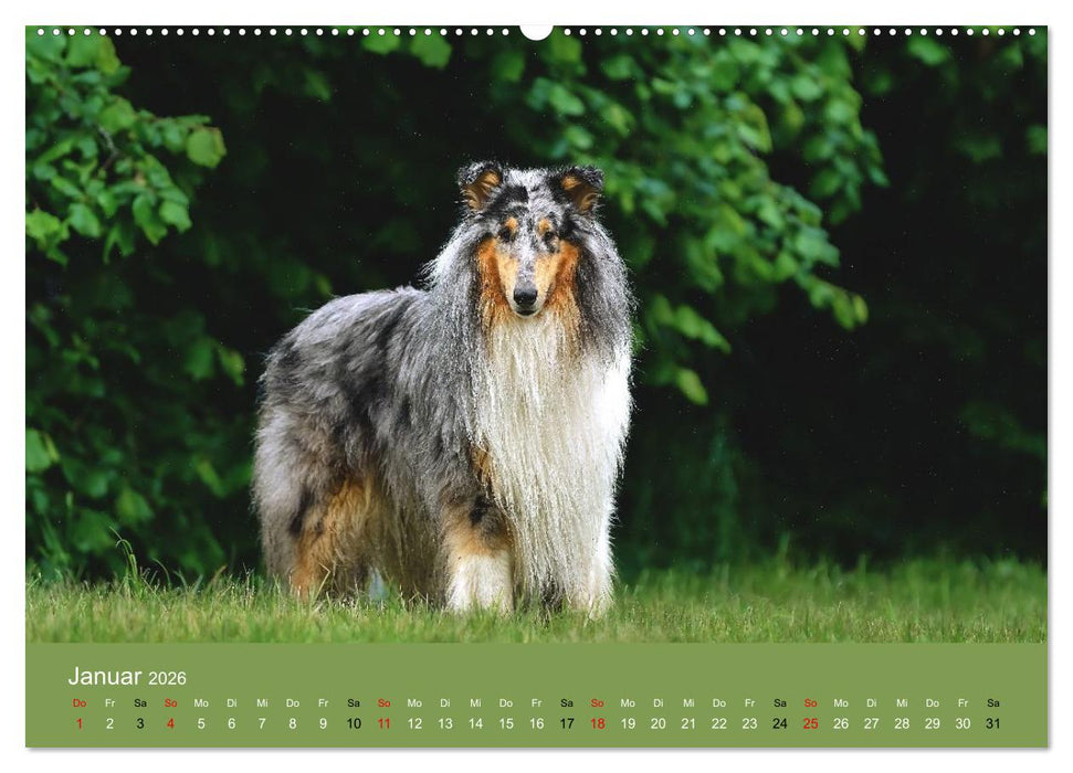 Collies - charmante Herzensbrecher (CALVENDO Wandkalender 2026)