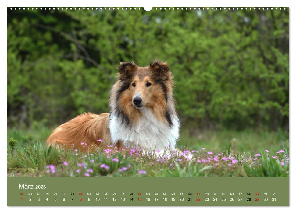 Collies - charmante Herzensbrecher (CALVENDO Wandkalender 2026)