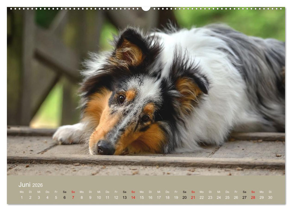 Collies - charmante Herzensbrecher (CALVENDO Wandkalender 2026)