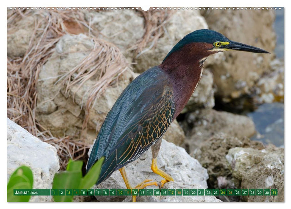 Grünreiher - Krabbenreiher - Nachtreiher (CALVENDO Premium Wandkalender 2026)
