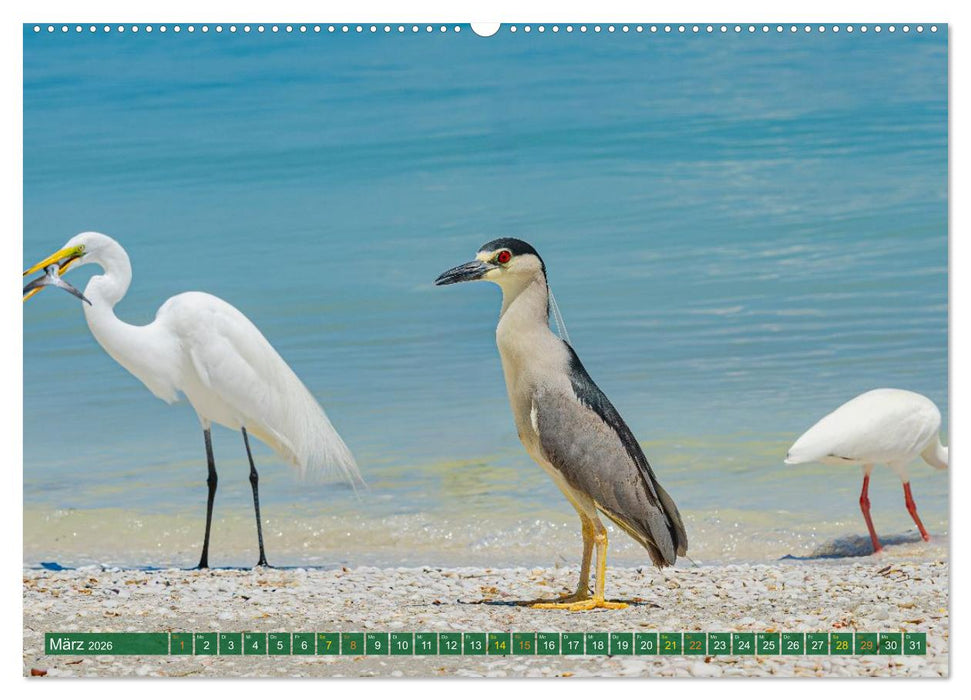 Grünreiher - Krabbenreiher - Nachtreiher (CALVENDO Premium Wandkalender 2026)