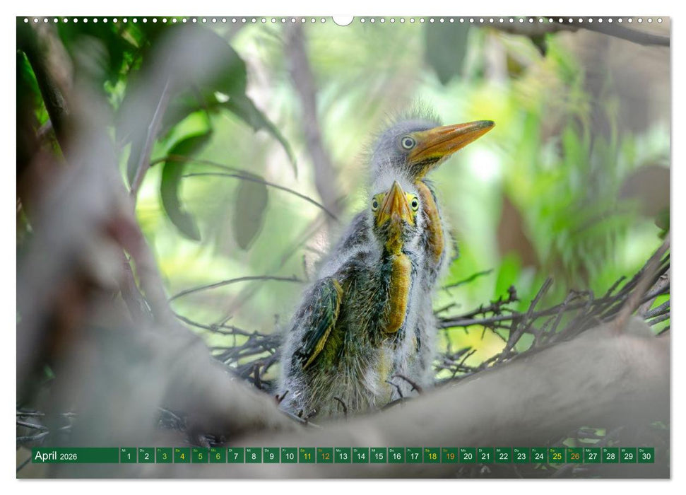 Grünreiher - Krabbenreiher - Nachtreiher (CALVENDO Premium Wandkalender 2026)