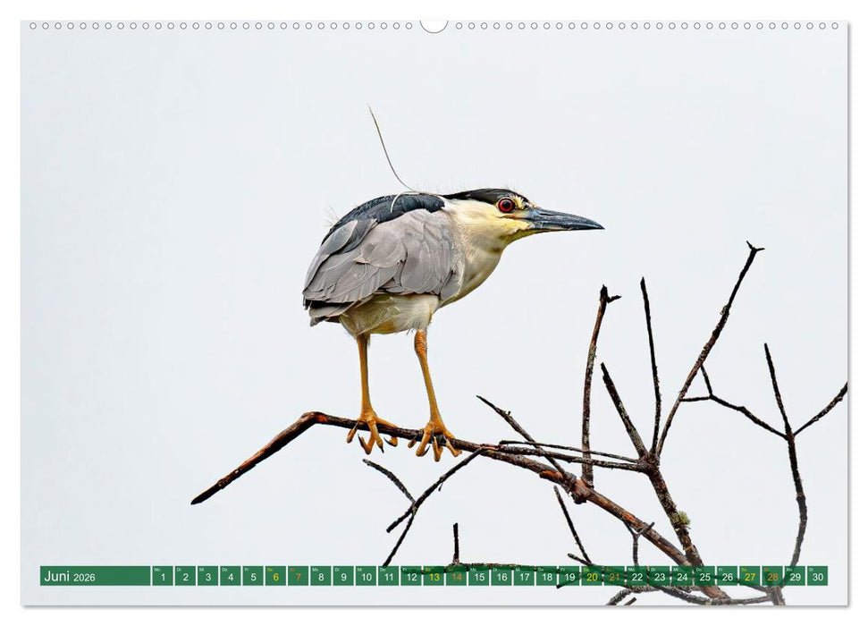 Grünreiher - Krabbenreiher - Nachtreiher (CALVENDO Premium Wandkalender 2026)