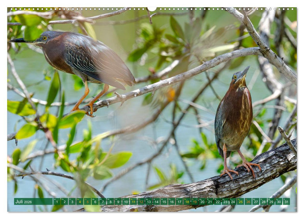 Grünreiher - Krabbenreiher - Nachtreiher (CALVENDO Premium Wandkalender 2026)
