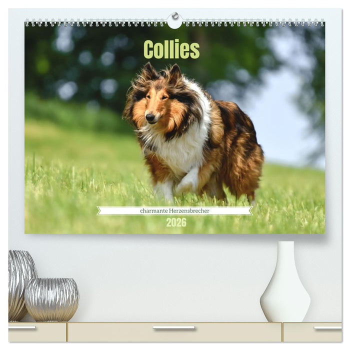Collies - charmante Herzensbrecher (CALVENDO Premium Wandkalender 2026)