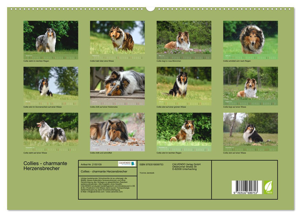 Collies - charmante Herzensbrecher (CALVENDO Premium Wandkalender 2026)