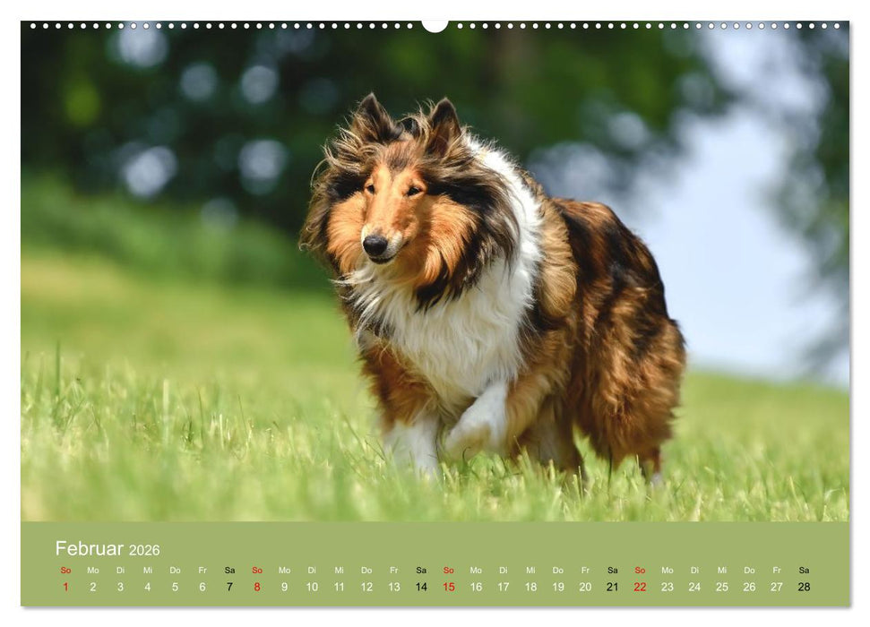 Collies - charmante Herzensbrecher (CALVENDO Premium Wandkalender 2026)