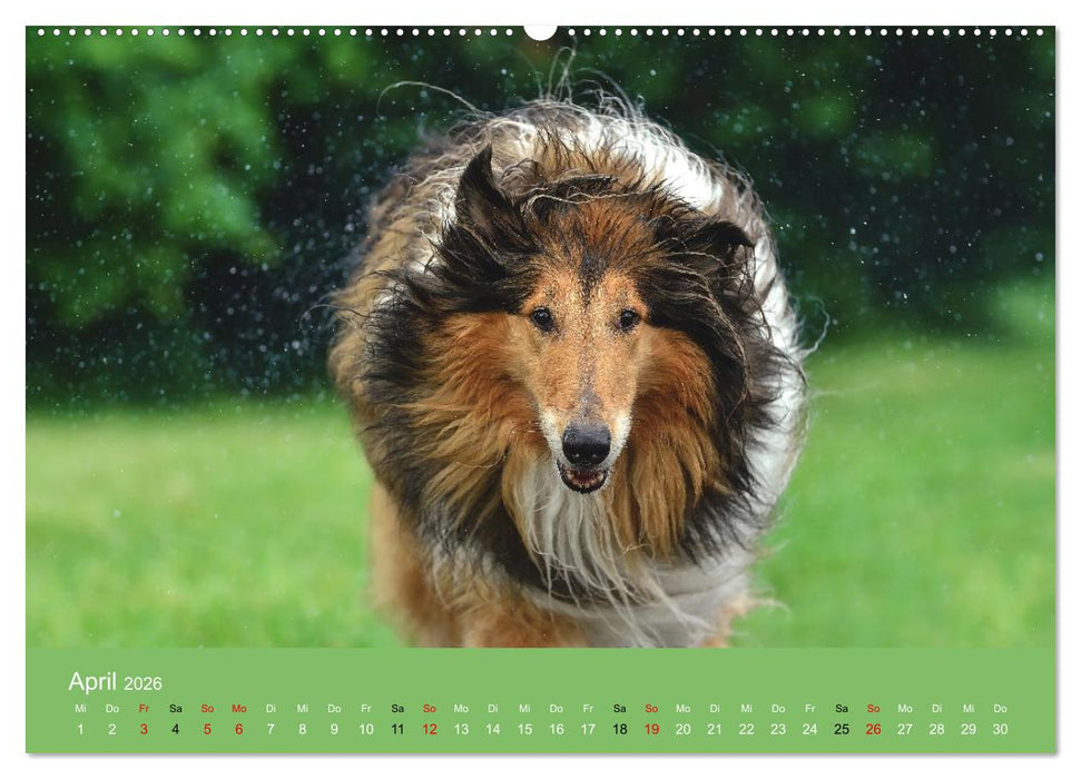 Collies - charmante Herzensbrecher (CALVENDO Premium Wandkalender 2026)