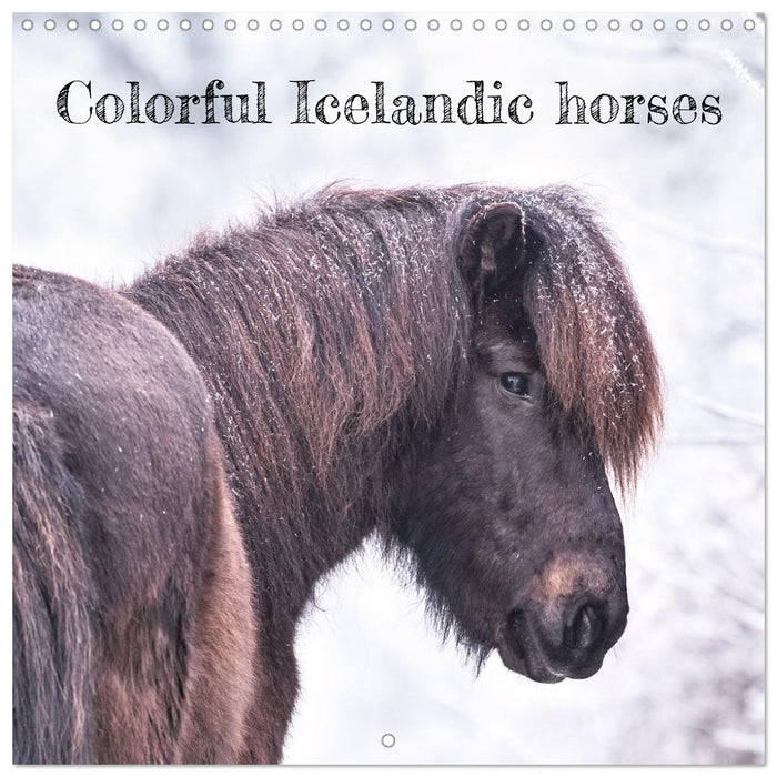 Colorful Icelandic horses (CALVENDO Monthly Calendar 2026)