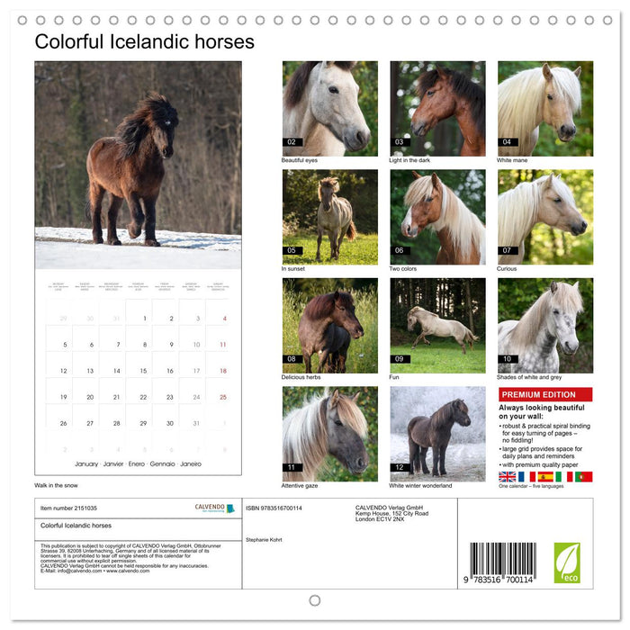 Colorful Icelandic horses (CALVENDO Monthly Calendar 2026)