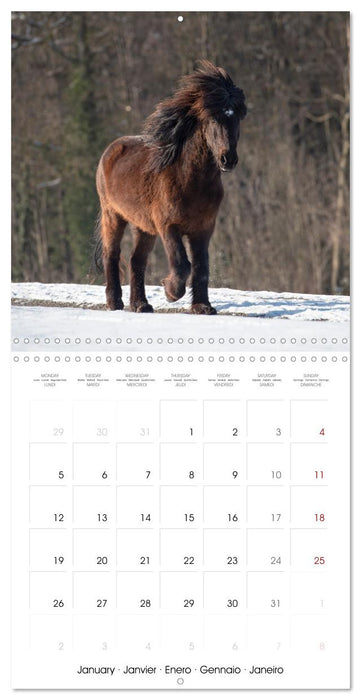 Colorful Icelandic horses (CALVENDO Monthly Calendar 2026)