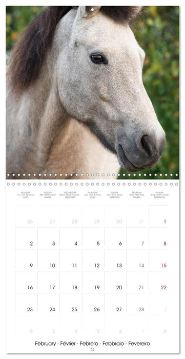 Colorful Icelandic horses (CALVENDO Monthly Calendar 2026)