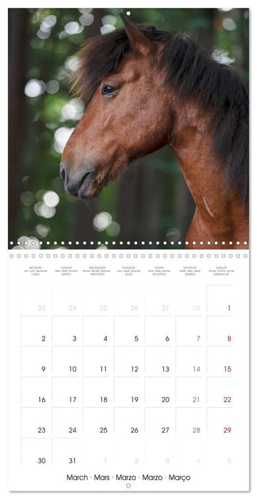 Colorful Icelandic horses (CALVENDO Monthly Calendar 2026)