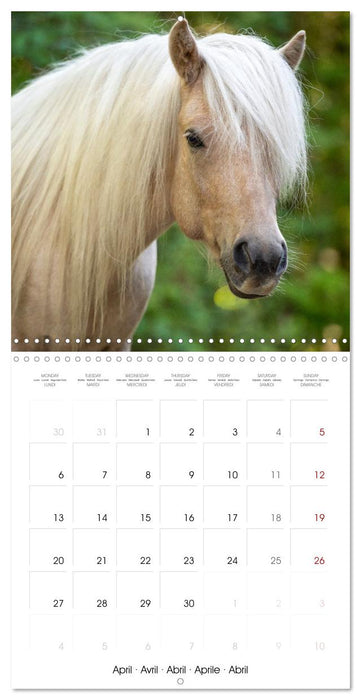 Colorful Icelandic horses (CALVENDO Monthly Calendar 2026)