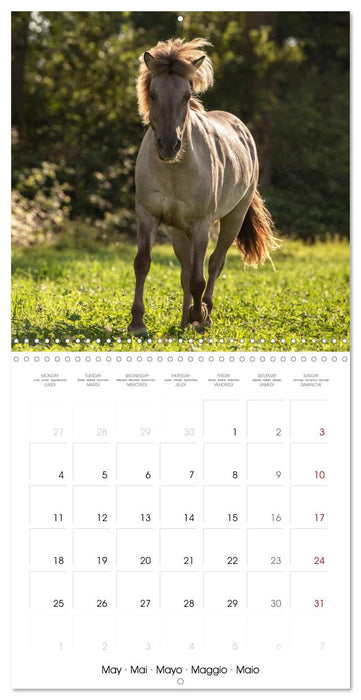 Colorful Icelandic horses (CALVENDO Monthly Calendar 2026)