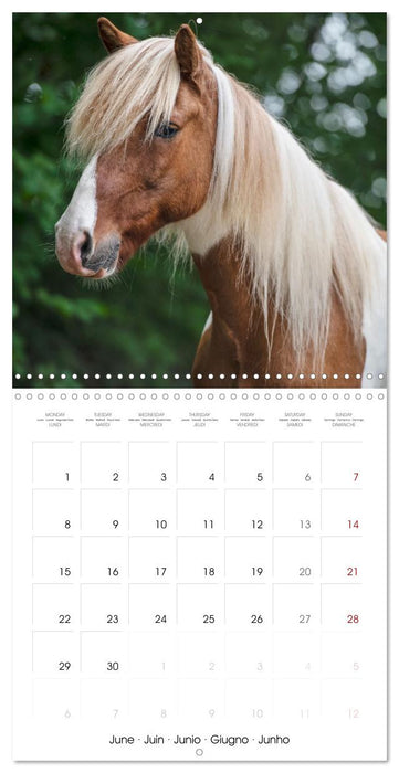 Colorful Icelandic horses (CALVENDO Monthly Calendar 2026)