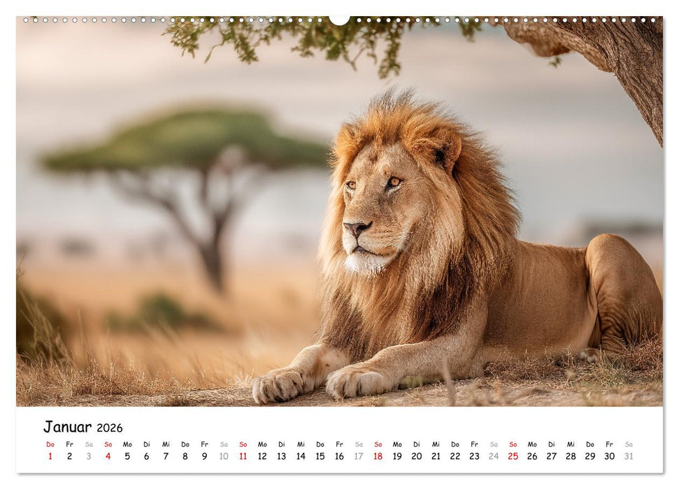 Löwen - Majestät der Wildnis (CALVENDO Wandkalender 2026)