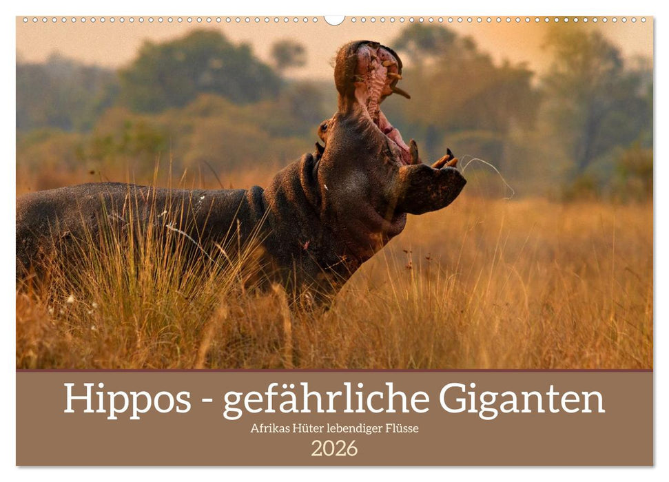 Hippos - Gefährliche Giganten (CALVENDO Wandkalender 2026)