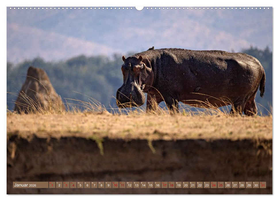 Hippos - Gefährliche Giganten (CALVENDO Wandkalender 2026)
