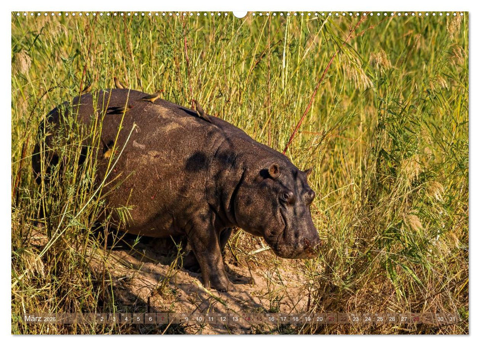 Hippos - Gefährliche Giganten (CALVENDO Wandkalender 2026)