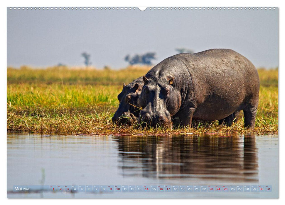 Hippos - Gefährliche Giganten (CALVENDO Wandkalender 2026)