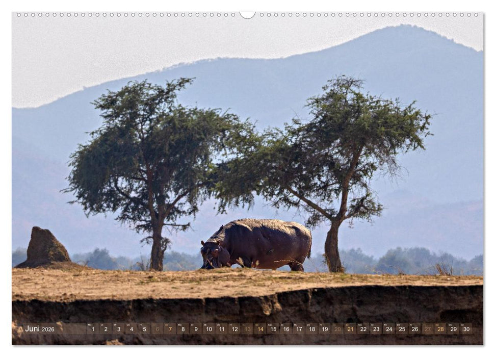Hippos - Gefährliche Giganten (CALVENDO Wandkalender 2026)