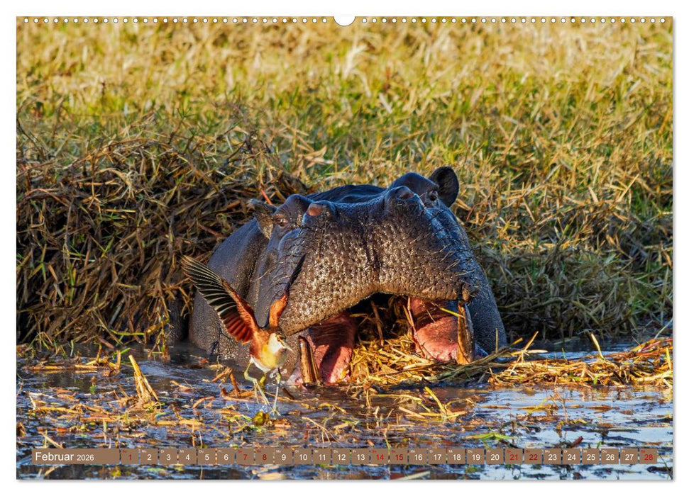 Hippos - Gefährliche Giganten (CALVENDO Premium Wandkalender 2026)