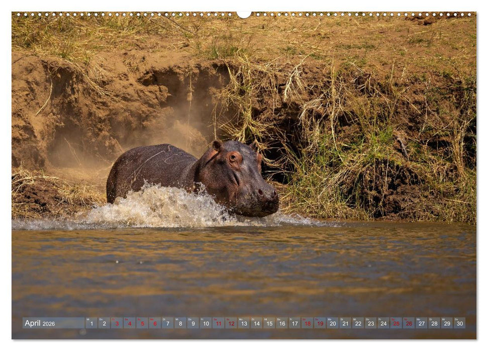 Hippos - Gefährliche Giganten (CALVENDO Premium Wandkalender 2026)