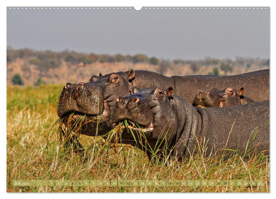 Hippos - Gefährliche Giganten (CALVENDO Premium Wandkalender 2026)