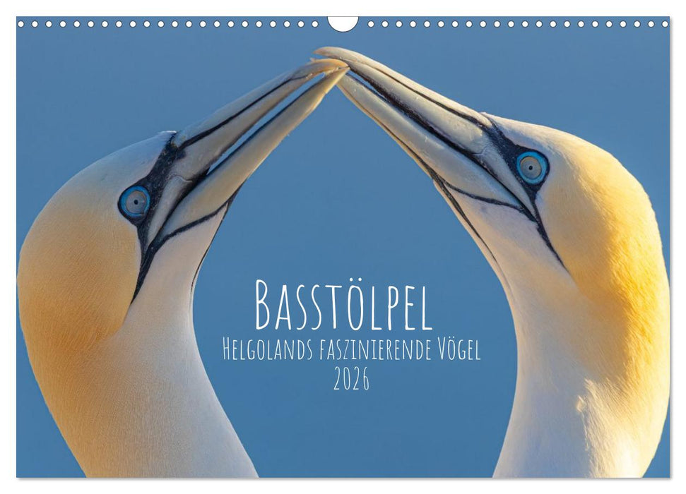 Basstölpel - Helgolands faszinierende Vögel (CALVENDO Wandkalender 2026)
