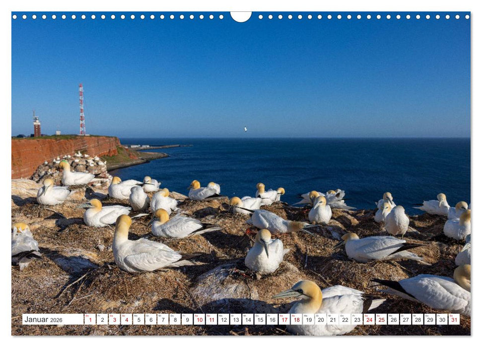Basstölpel - Helgolands faszinierende Vögel (CALVENDO Wandkalender 2026)