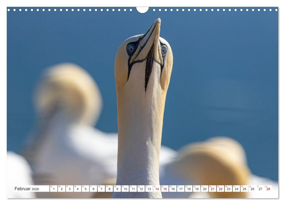Basstölpel - Helgolands faszinierende Vögel (CALVENDO Wandkalender 2026)