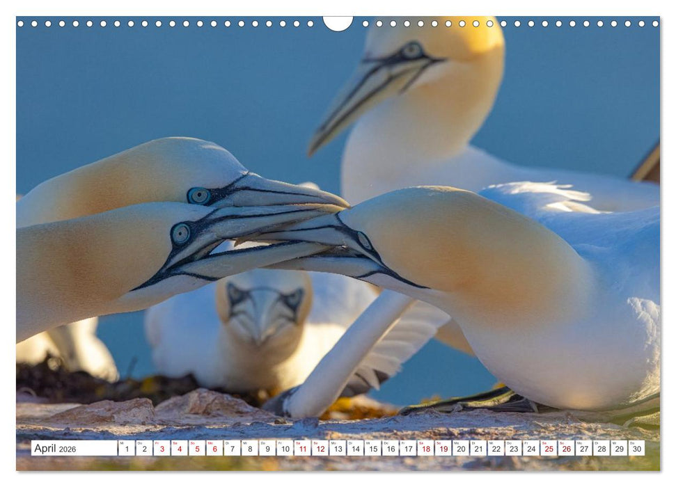 Basstölpel - Helgolands faszinierende Vögel (CALVENDO Wandkalender 2026)