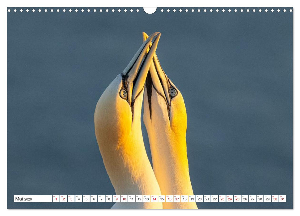 Basstölpel - Helgolands faszinierende Vögel (CALVENDO Wandkalender 2026)